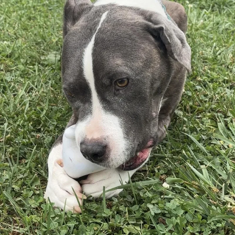 An adult medium-sized male American Staffordshire Terrier dog named Mochi for adoption in Tipton, IN