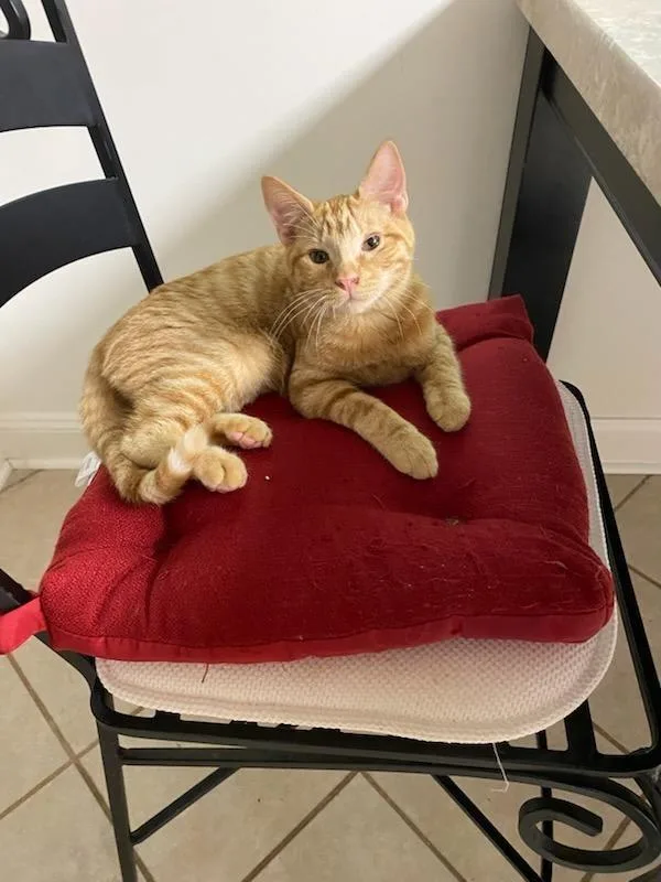 A baby medium-sized male Domestic Short Hair cat named Luke Skywhisker for adoption in Rome, GA