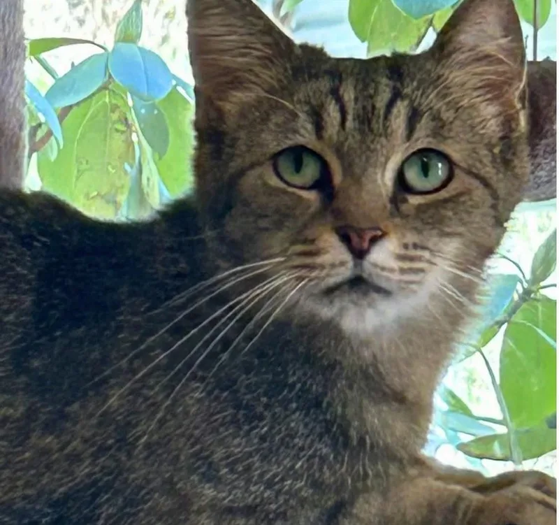 A young medium-sized female Tabby (Gray / Blue / Silver) Tabby cat named Mia for adoption in Beckley, WV