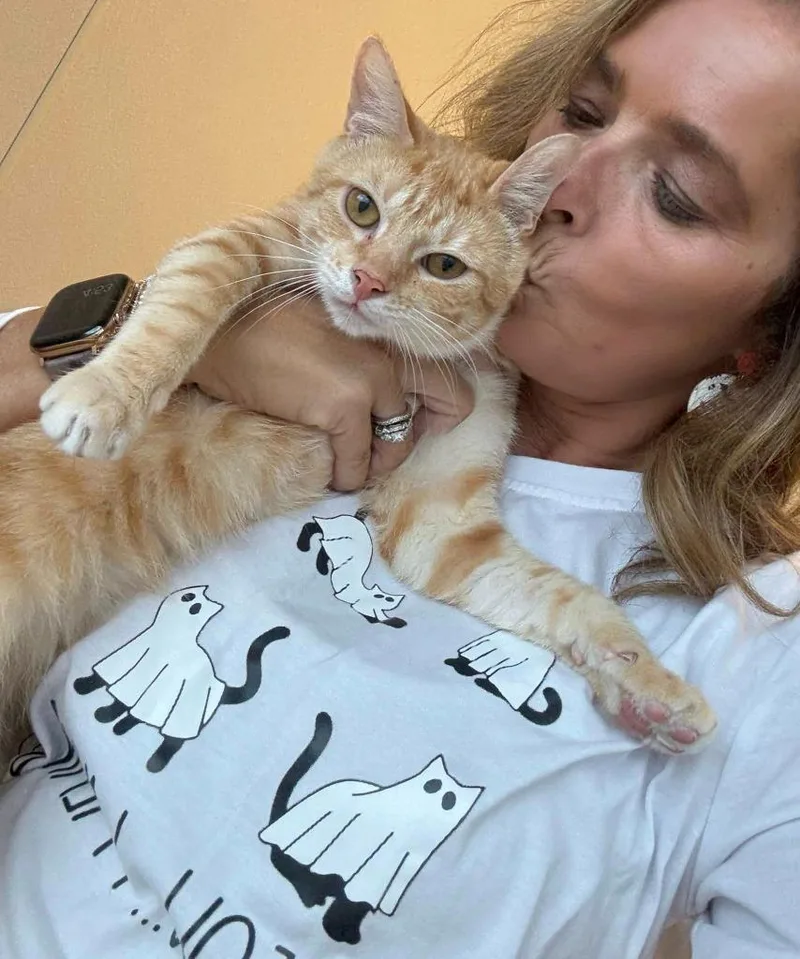 An adult medium-sized male Domestic Short Hair cat named Kregan for adoption in Dalton, GA