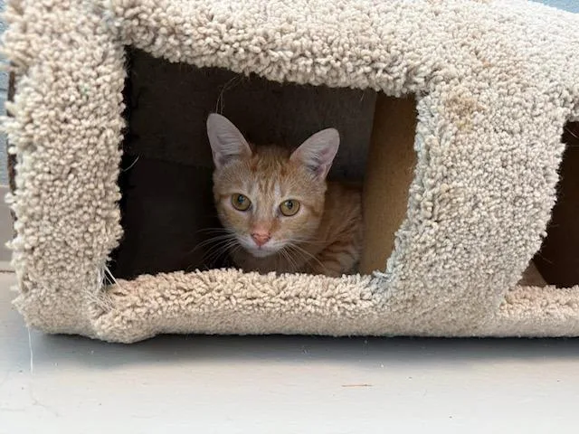 Kregan thumbnail 2