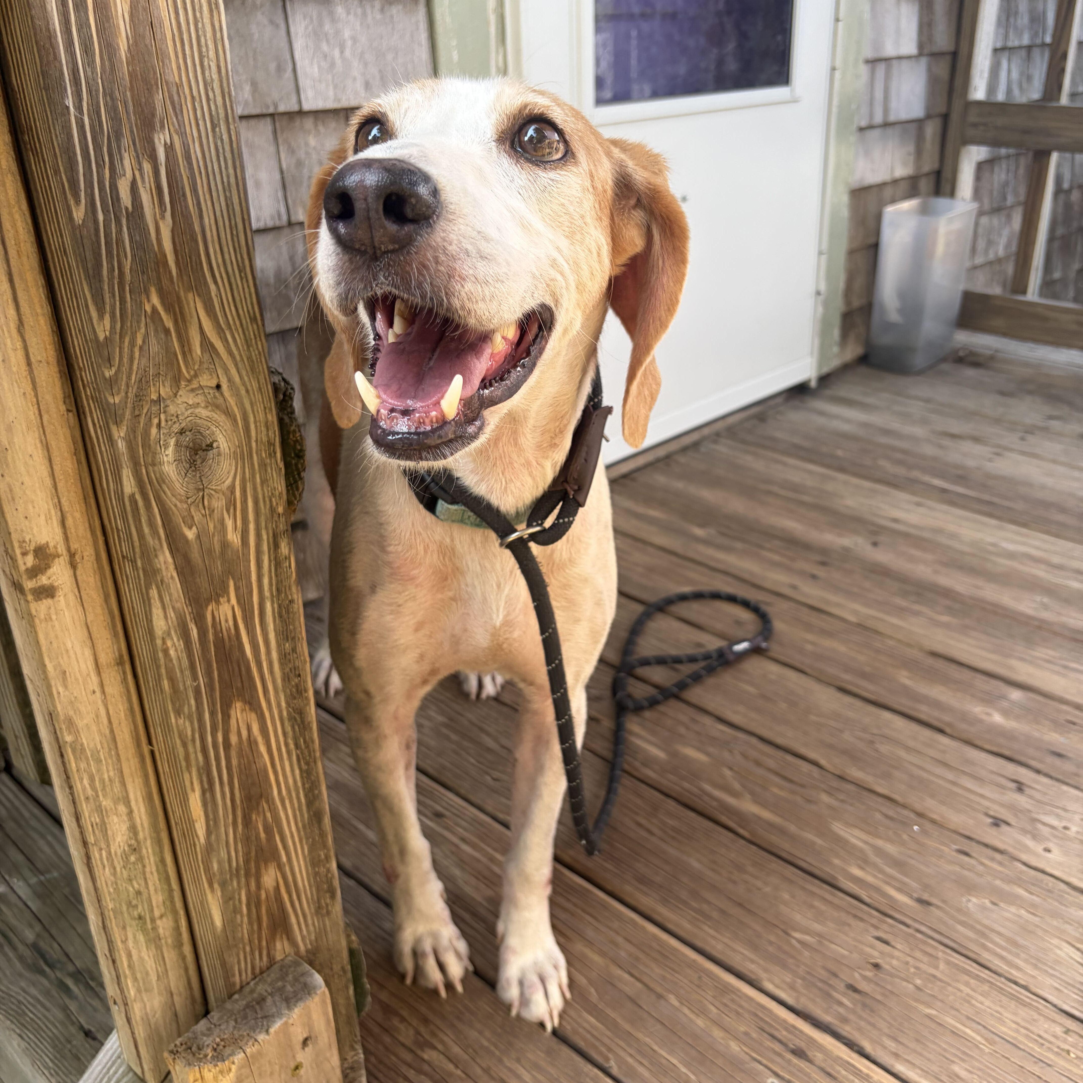 An adult medium-sized female Hound dog named Icicles for adoption in New Bedford, MA