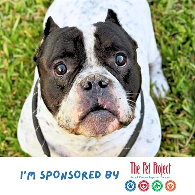 A senior medium-sized male English Bulldog dog named Rocky for adoption in Fort Lauderdale, FL