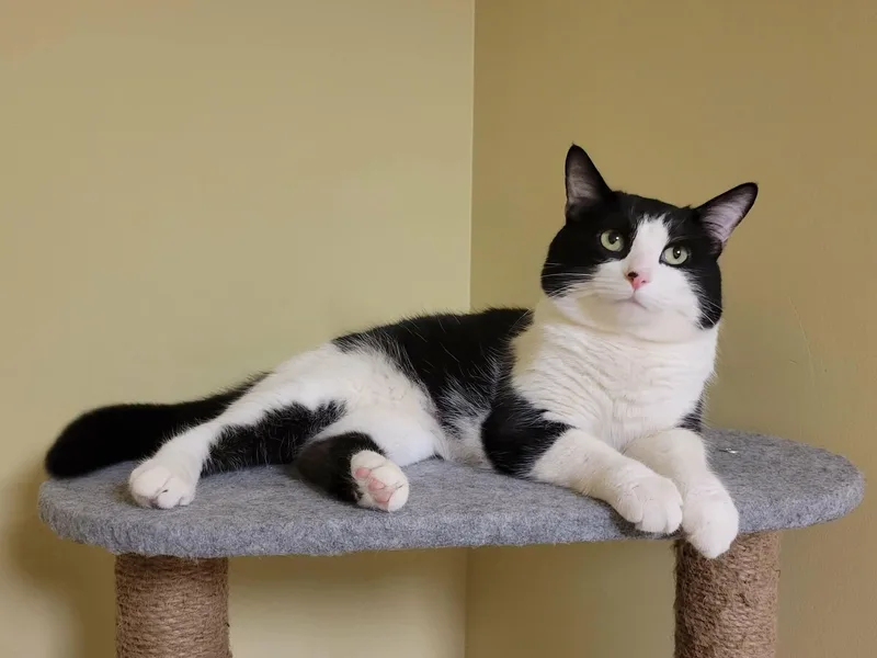 A young large-sized male Black & White / Tuxedo Tuxedo cat named Essex for adoption in Avondale, PA