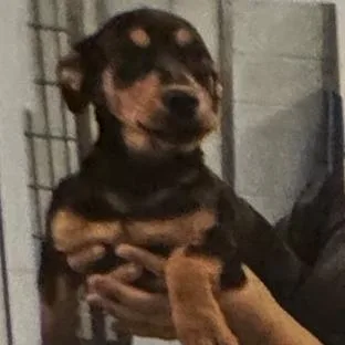 A baby small-sized female Hound dog named Candy for adoption in Fairfax, VA