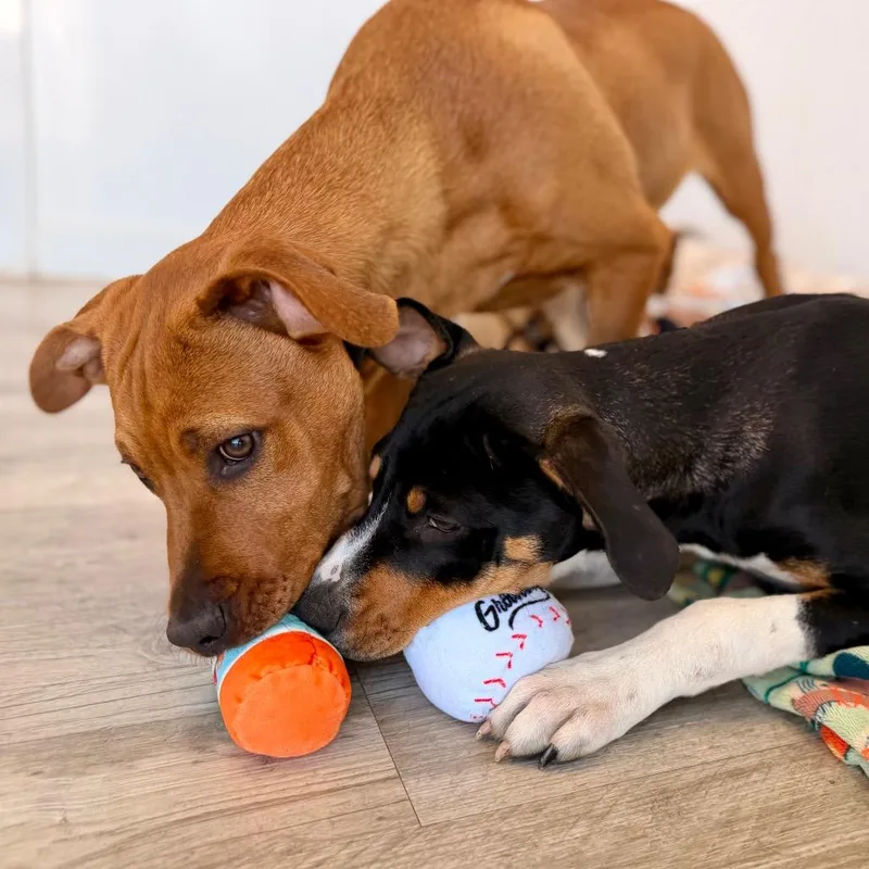 A baby large-sized male Red / Chestnut / Orange Black Mouth Cur dog named Walter for adoption in Green Bay, WI