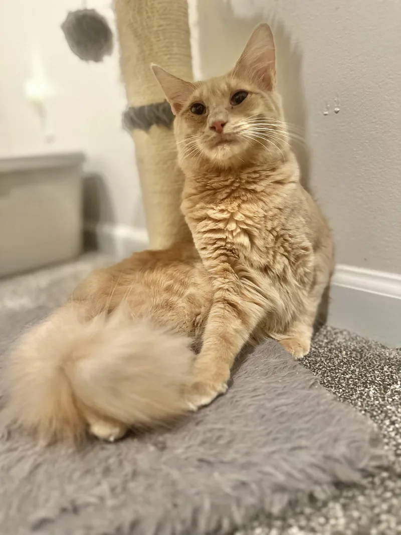 A baby medium-sized male Domestic Long Hair cat named Wyatt for adoption in Pleasantville, NJ