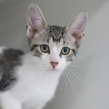 A baby small-sized male Domestic Short Hair cat named Dingo for adoption in Verona, WI