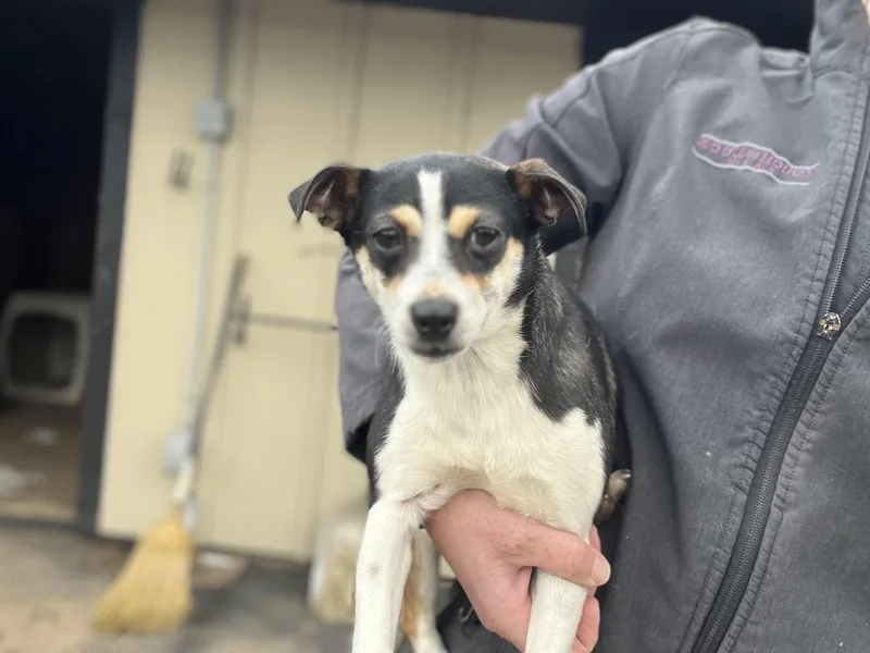 A young small-sized female Toy Fox Terrier dog named Mabel for adoption in Havertown, PA