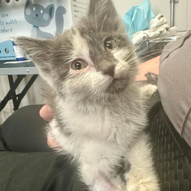 A baby small-sized female Gray / Blue / Silver Domestic Medium Hair cat named Couture C for adoption in Princeton, MN
