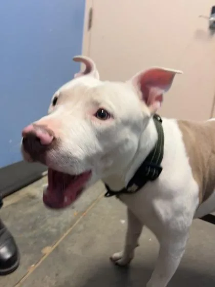 An adult large-sized male Pit Bull Terrier dog named Tatum $ for adoption in Seneca, SC