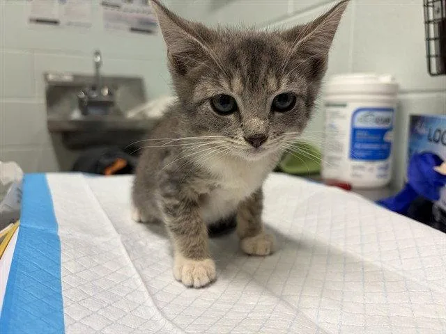 A baby small-sized male Gray / Blue / Silver Domestic Short Hair cat named Dolphin Cove for adoption in Tavares, FL