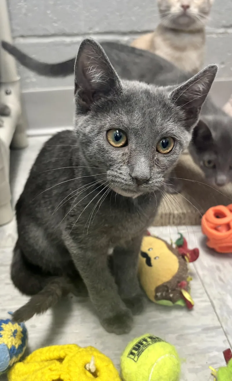 A baby medium-sized female Gray / Blue / Silver Domestic Short Hair cat named Hooptie for adoption in Bardstown, KY