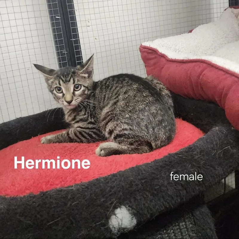 Hermione