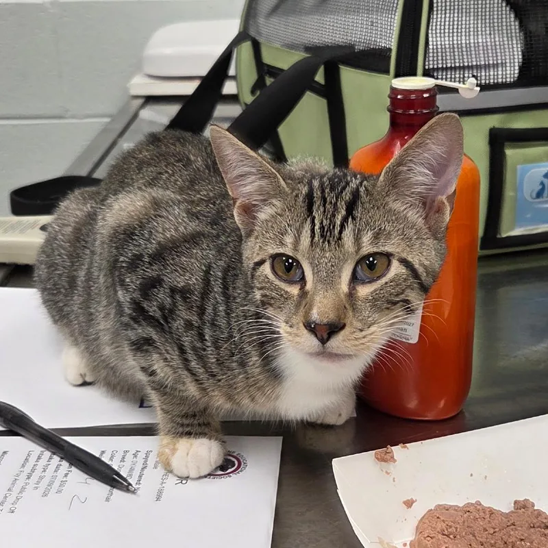 A baby small-sized male Gray / Blue / Silver Domestic Short Hair cat named Achilles for adoption in Chattanooga, TN