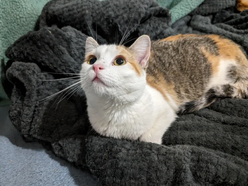 An adult large-sized female Domestic Short Hair cat named Channing for adoption in Cleburne, TX
