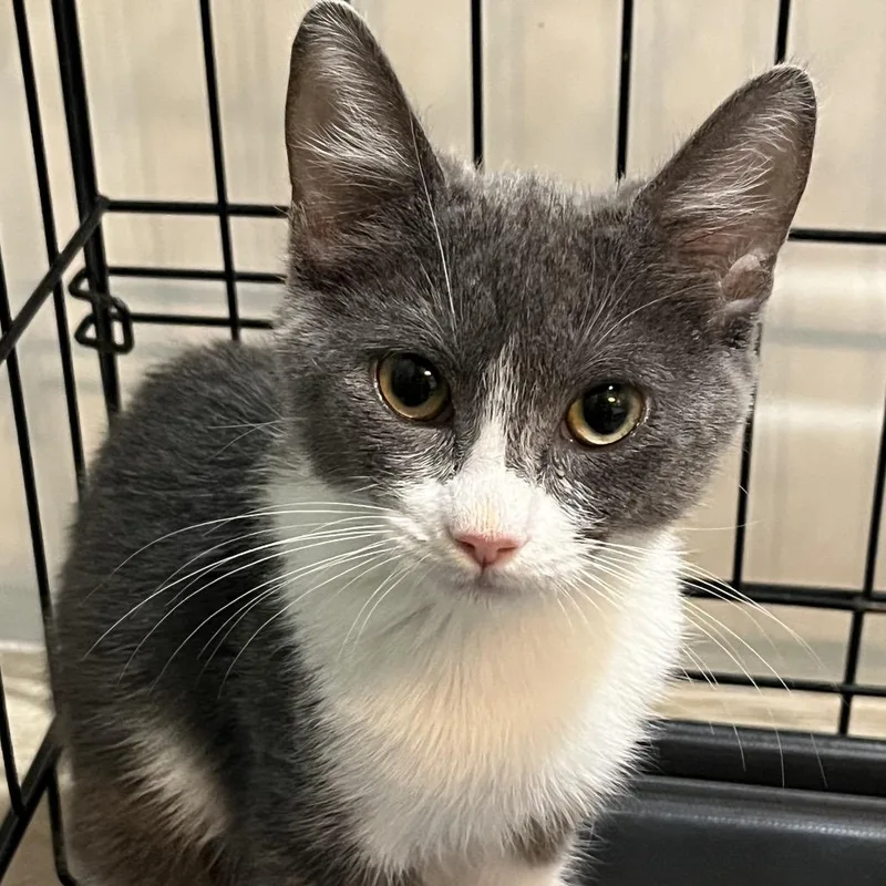 A young small-sized female Gray / Blue / Silver Domestic Short Hair cat named Pearl for adoption in Fresno, CA