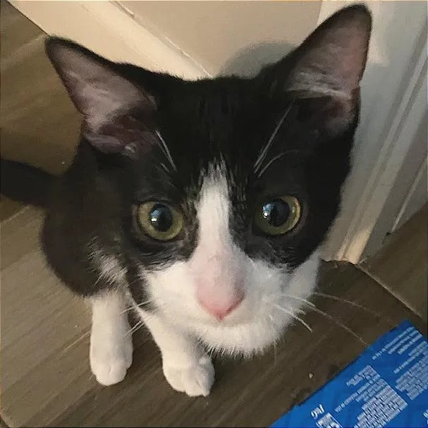 A baby small-sized male Black Domestic Short Hair cat named Freddie for adoption in Houston, TX