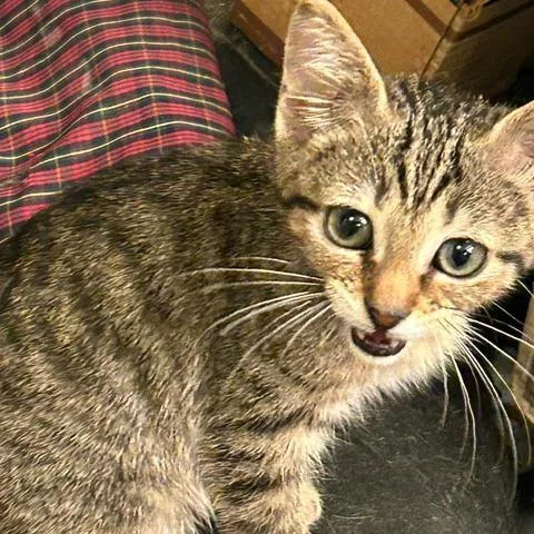 A baby small-sized male Gray / Blue / Silver Domestic Short Hair cat named Zesty for adoption in League City, TX