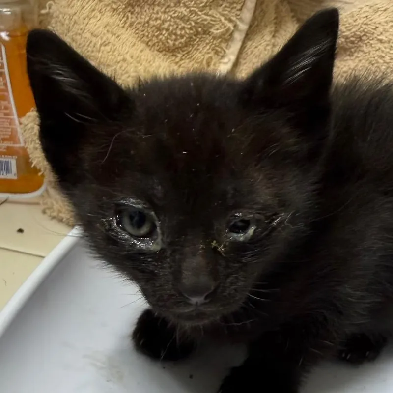 A baby small-sized male Black Domestic Short Hair cat named Simon for adoption in Klamath Falls, OR