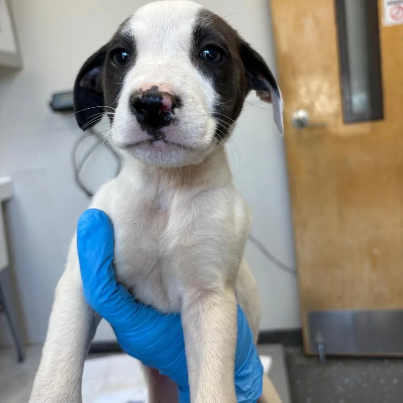 A baby medium-sized female White / Cream Mixed Breed dog named Venus for adoption in Columbiana, AL