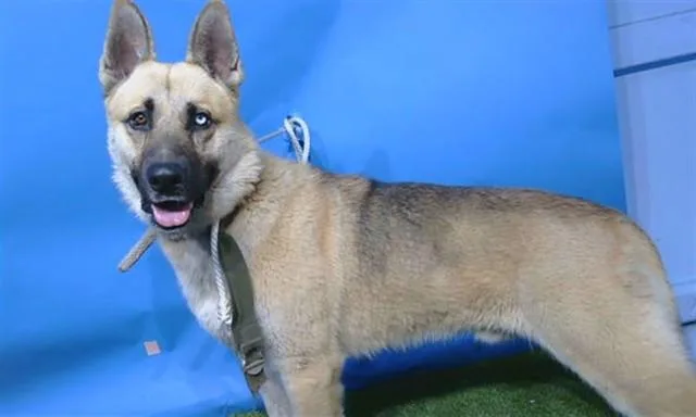 A young medium-sized male German Shepherd Dog dog named Artemis for adoption in Gardena, CA