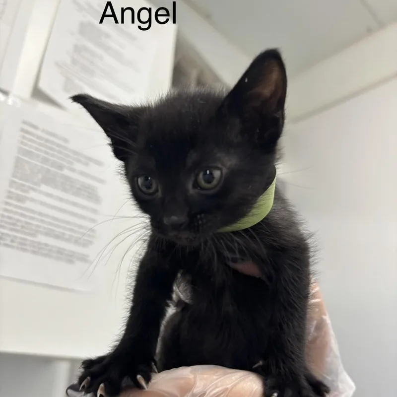 A baby small-sized female Black Domestic Short Hair cat named Angel for adoption in Taos, NM