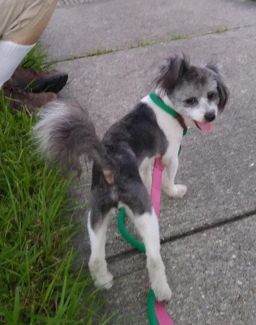 Panda Bear thumbnail 2