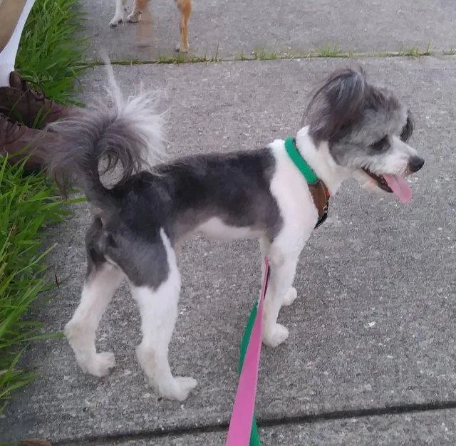 Panda Bear thumbnail 3