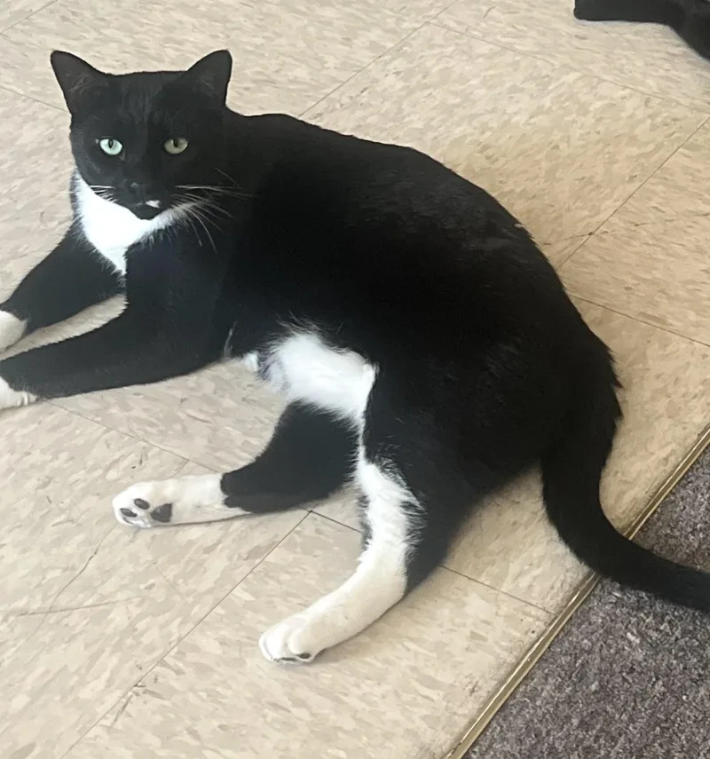 An adult large-sized female Black & White / Tuxedo Tuxedo cat named Jewels for adoption in Bayonne, NJ