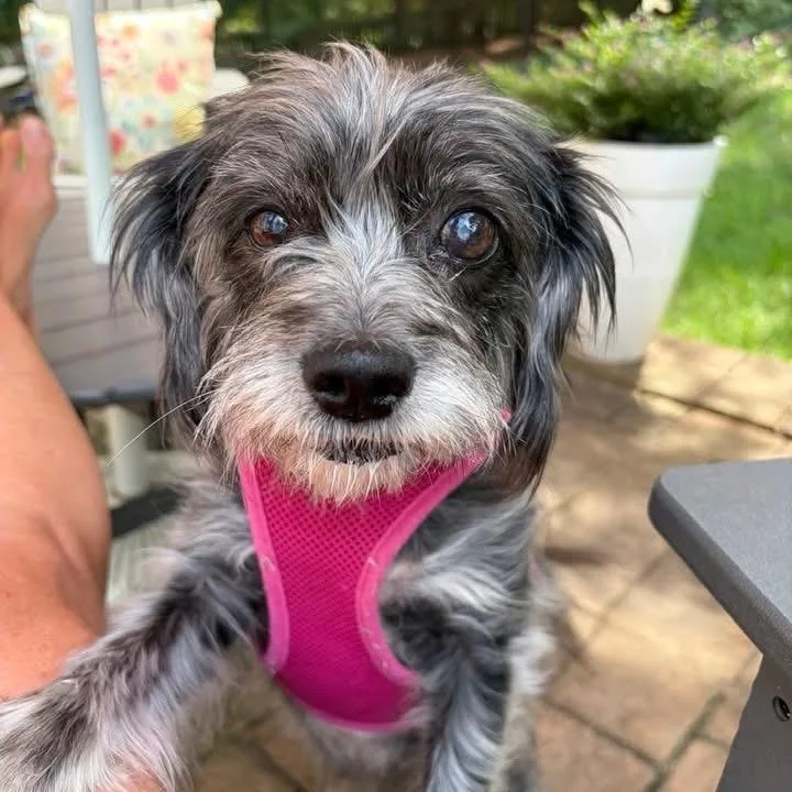 A senior small-sized female Shih Tzu dog named Penny for adoption in Hillsborough, NC