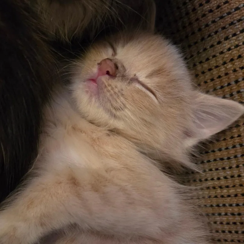 A baby small-sized male Buff / Tan / Fawn Domestic Short Hair cat named Buttercup for adoption in Newark, DE