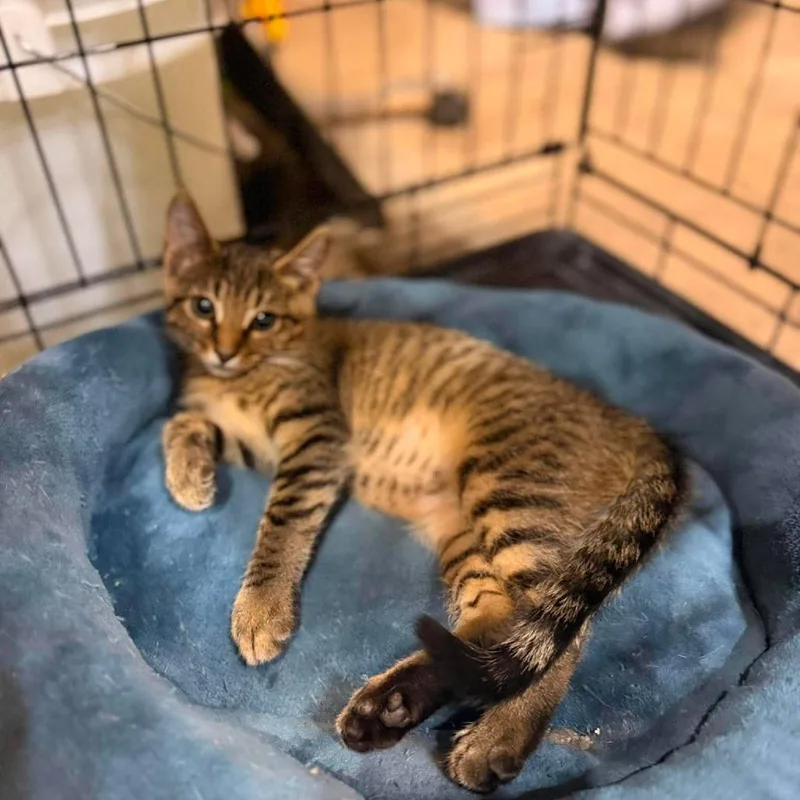 A young small-sized male Domestic Short Hair cat named Damon for adoption in Terre Haute, IN