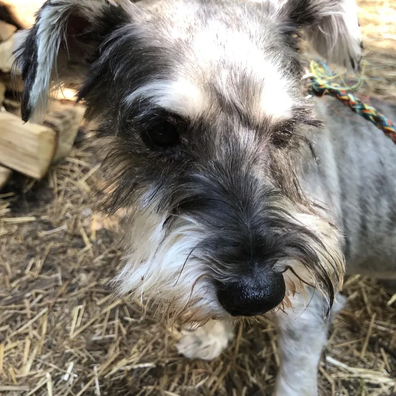 An adult small-sized male Miniature Schnauzer dog named Buddy Sponsor me for adoption in Homer Glen, IL