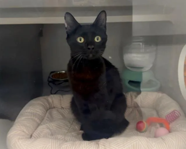 A young medium-sized female Domestic Short Hair cat named Virginia for adoption in Fairfield, CA