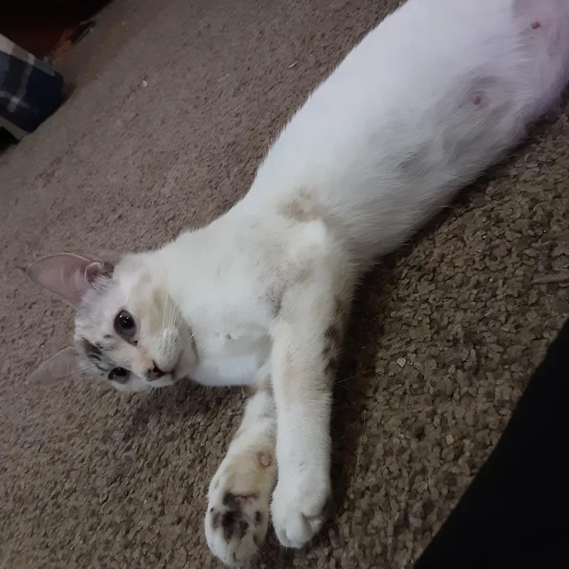 Lexi thumbnail 3