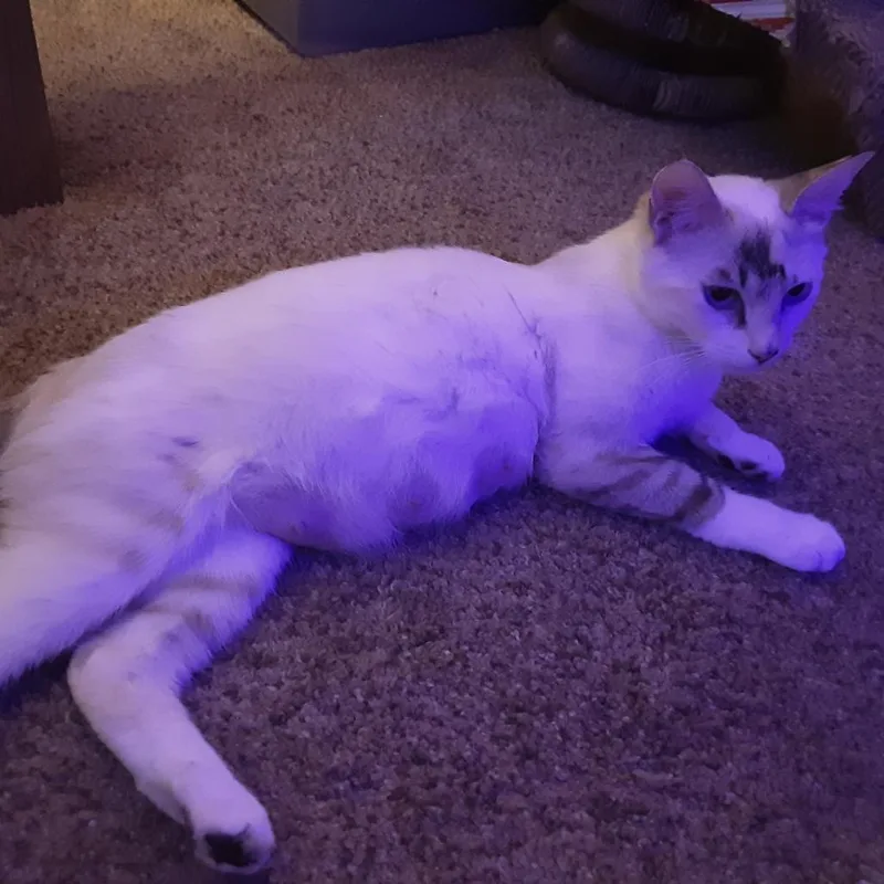 Lexi thumbnail 6