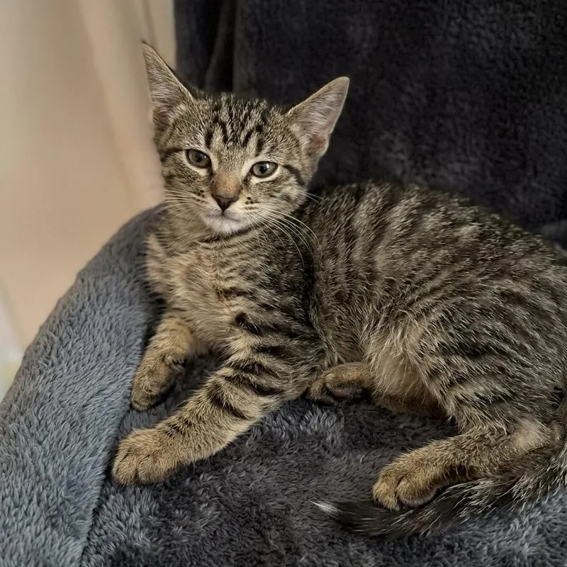 A baby small-sized female Gray / Blue / Silver Domestic Short Hair cat named Binks for adoption in Columbus, NC