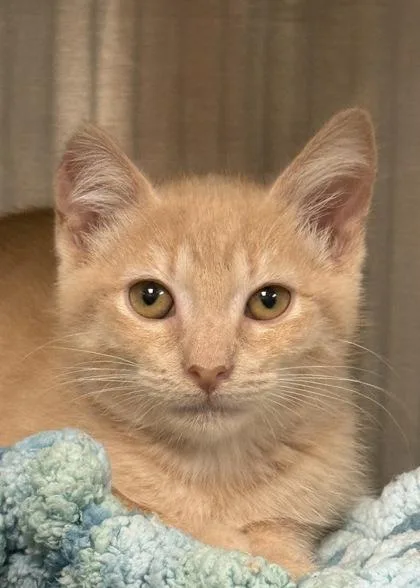 A young small-sized male Domestic Short Hair cat named Drayton for adoption in Aiken, SC