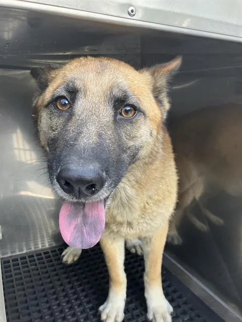 A young medium-sized female Mixed Breed dog named Buddy for adoption in Dallas, TX