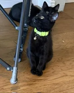 A baby medium-sized female Domestic Short Hair cat named Glory A Little Black for adoption in Prescott, AZ