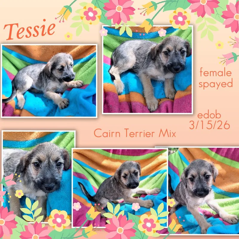 Tessie Wat thumbnail 4