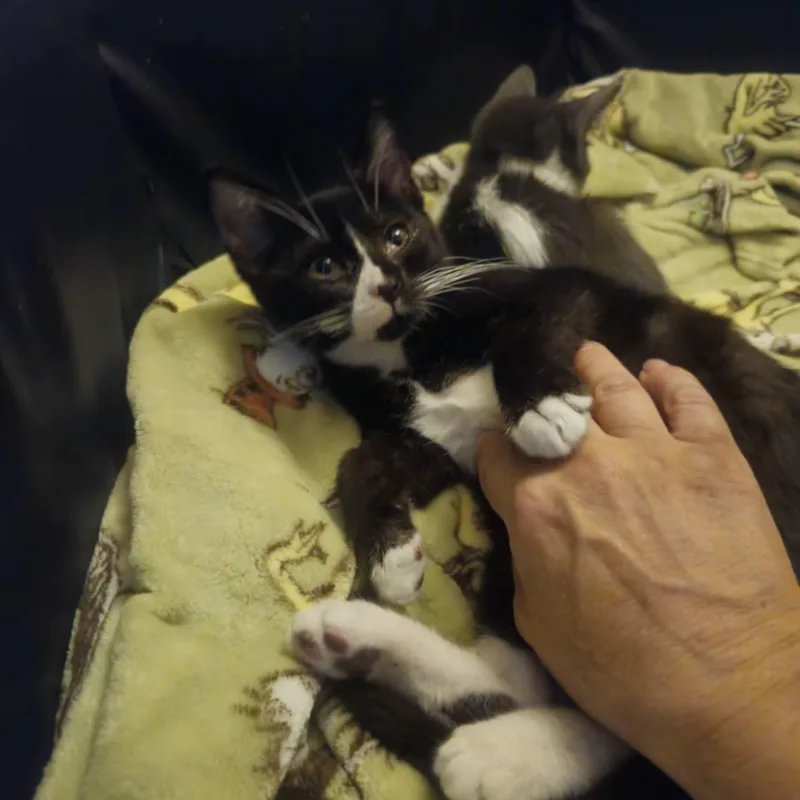 A young medium-sized male Black & White / Tuxedo Domestic Short Hair cat named Caleb Bonded with Belinda for adoption in Rochester, NY