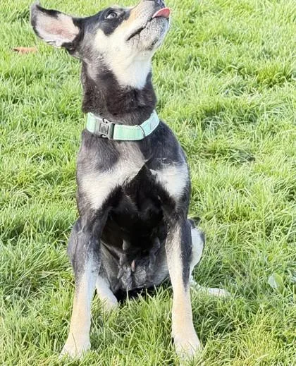 An adult medium-sized female Doberman Pinscher dog named Mocha for adoption in Hamilton, MT