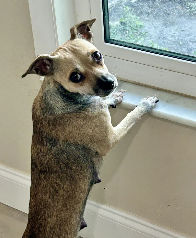 A young small-sized female Bicolor Rat Terrier dog named Journey for adoption in Sarasota, FL