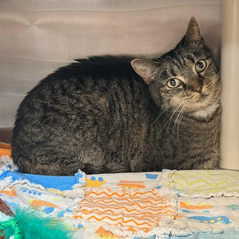 A senior medium-sized female Gray / Blue / Silver Domestic Short Hair cat named Lady for adoption in Indianapolis, IN