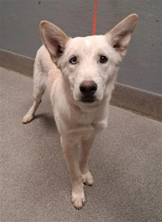 A young medium-sized male Siberian Husky dog named Ace for adoption in Las Vegas, NV