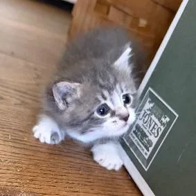A baby small-sized female Gray / Blue / Silver Domestic Short Hair cat named Livie for adoption in Long Beach, CA