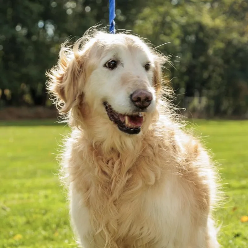 An adult medium-sized female Golden Retriever dog named Charlize for adoption in Chester Springs, PA
