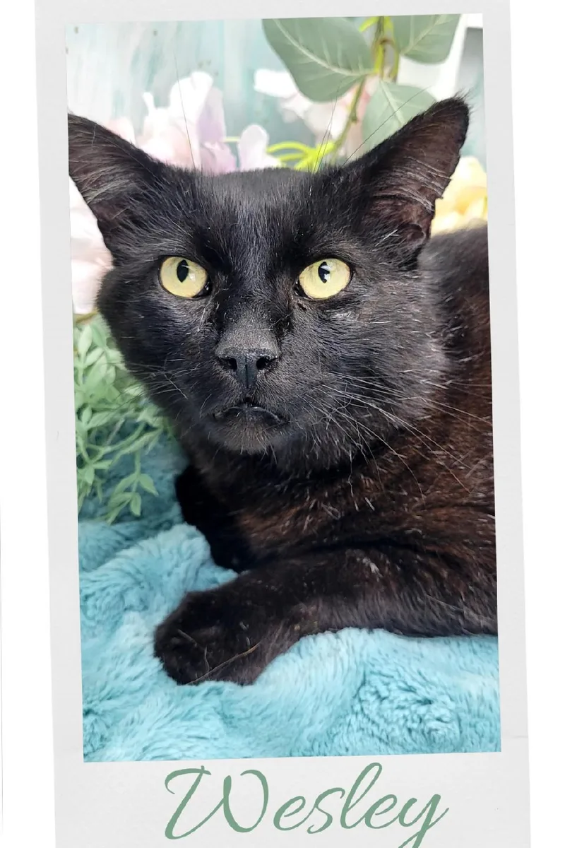 An adult large-sized male Black American Shorthair cat named Wesley for adoption in Ocean Springs, MS